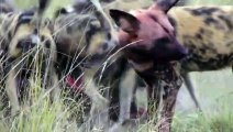 Wild dogs attack warthogs - Animal attacks - Warthogs VS wild dogs