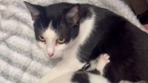 Mother cat welcomes two more kittens to her litter *Heartwarming*
