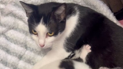 Mother cat welcomes two more kittens to her litter *Heartwarming*
