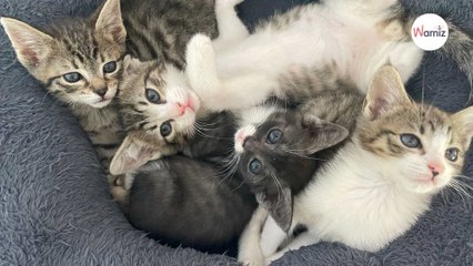 Kittens fall asleep and accidentally create a creepy optical illusion