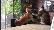 Shiba Inu annoys cat few seconds later, no one had seen this coming