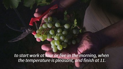 Summer heatwave forces Spanish grape pickers to harvest at night