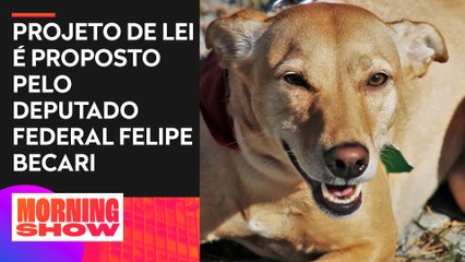 Vira-lata caramelo pode virar manifestação cultural do Brasil