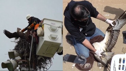 TANGLED Osprey Freed By Hero Rescuers!