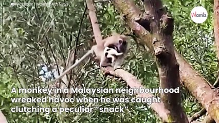 People start to panic when they realise what wild monkey is clutching onto