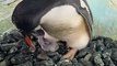 Penguin mum and dad care for newborn chick named after Ant & Dec at Birmingham SEA LIFE Centre