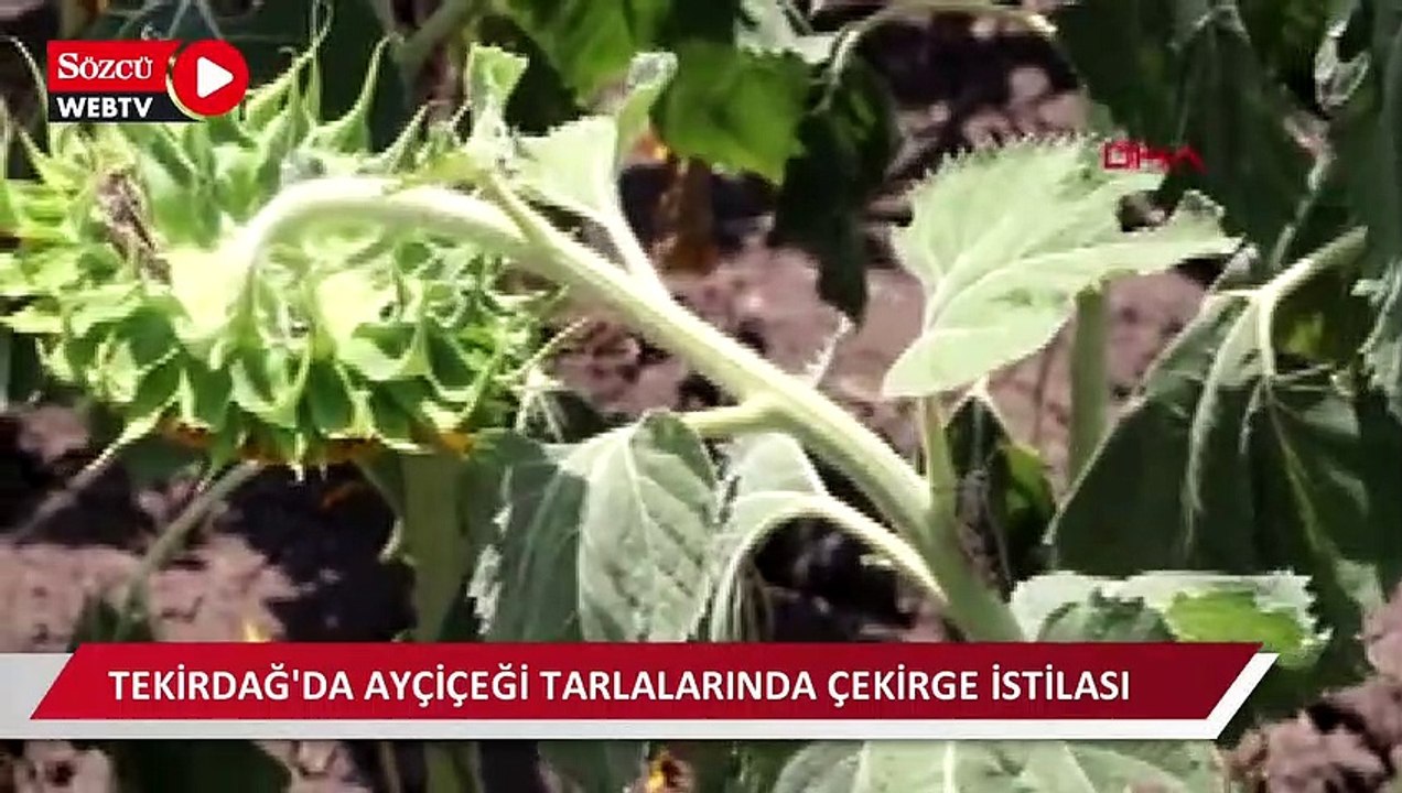 Tekirdağ'da ayçiçeği tarlalarında çekirge istilası 
