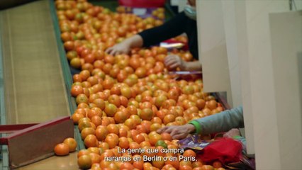 Domingo Domingo - Tráiler