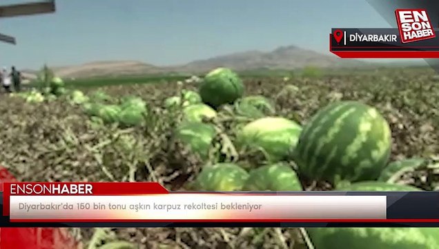 Diyarbakır'da 150 bin tonu aşkın karpuz rekoltesi bekleniyor