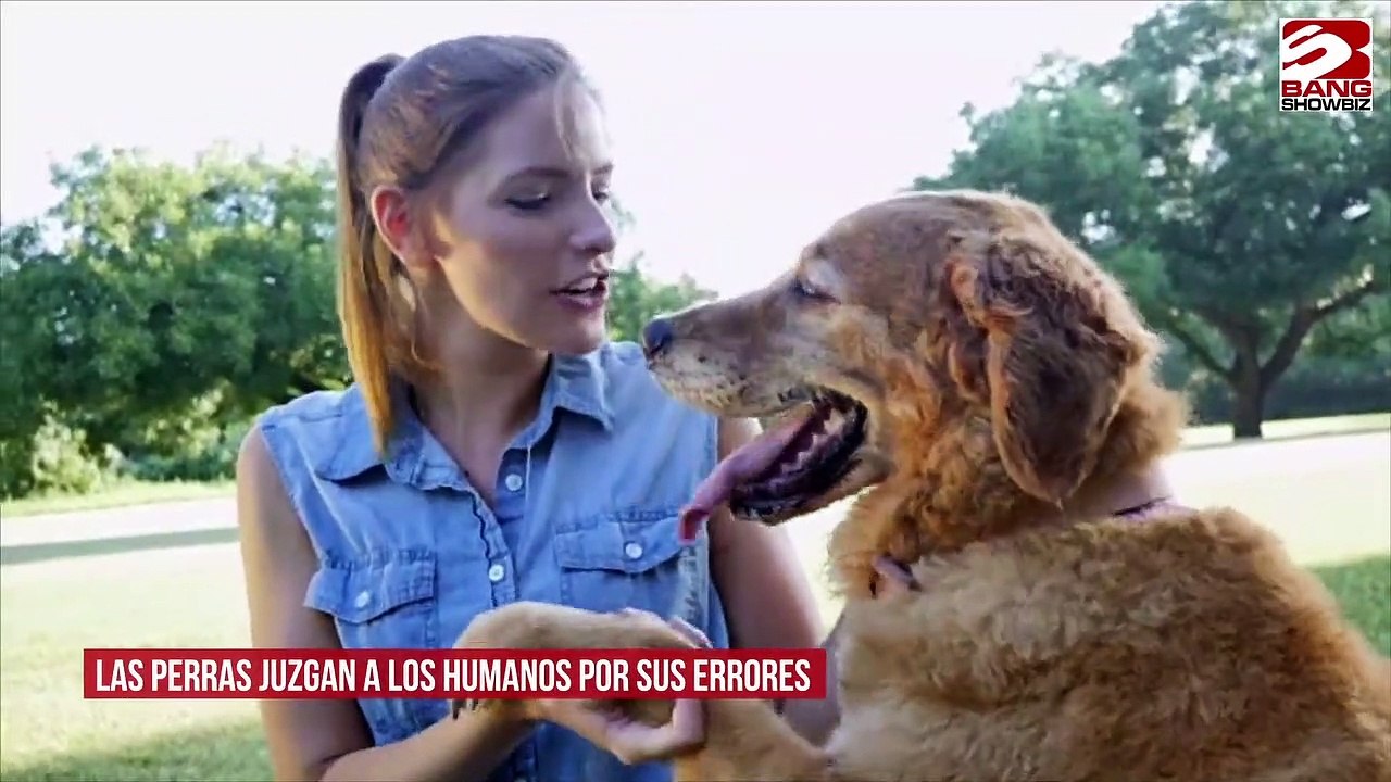 Las perras juzgan a los humanos por sus errores