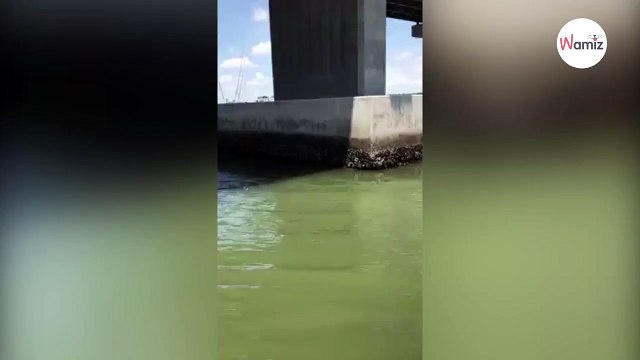 Tourists see an octopus clinging to a wall when they get closer, they are shocked!
