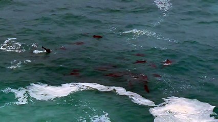 Dolphin Pod joue aux falaises de Bunda