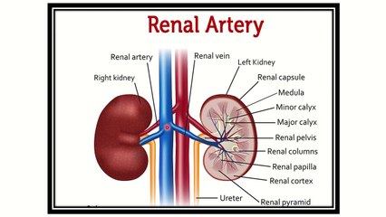 Abdominal aorta  anatomy details , branches and others