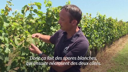 Le mildiou, fléau du vignoble bordelais