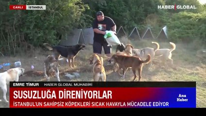 Bir kap su hayat kurtarıyor! İstanbul'un sahipsiz köpekleri sıcak havayla mücadele ediyor