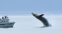 El 'misterio' de las orcas Gladis: ¿por qué interactúan con barcos?