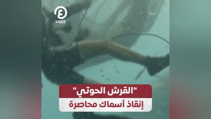 "القرش الحوتي" إنقاذ أسماك محاصرة