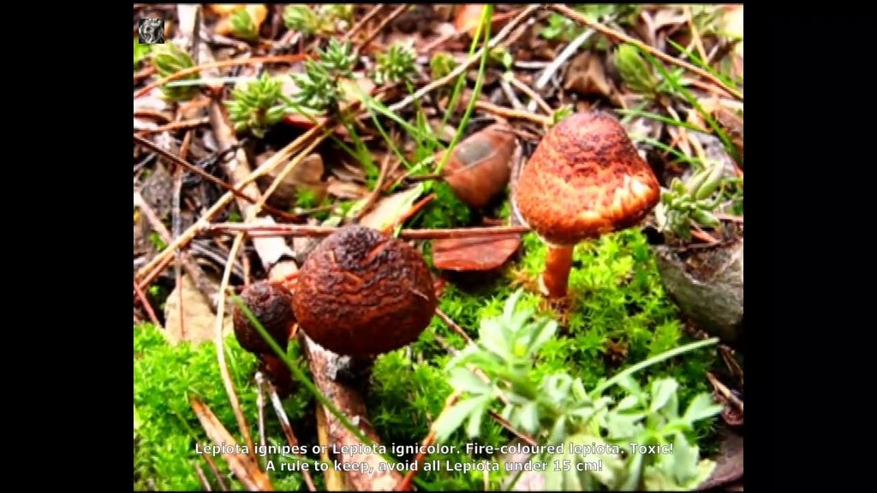 Lepiota ignipes.  Champimaginatis. English Text