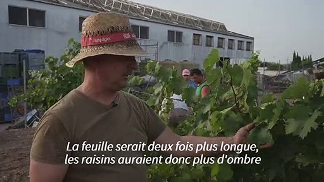 Au sud de l'Espagne, la chaleur provoque des vendanges précoces