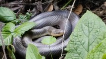 Rare snake spotted in central London frightens walkers - who feared it had 