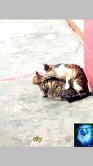 Funny cat and Dog videos 2023 / Best funniest Animals compilation