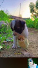 Cute dog compilation 2023 /cute Animals videos