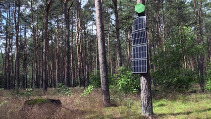 "Narizes" eletrônicos farejam incêndios florestais na Alemanha