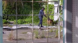 Documental Dentro De Las Cárceles Más Duras Del Mundo- 8- Belice