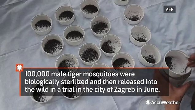 Why Croatia released 100,000 mosquitoes into a city