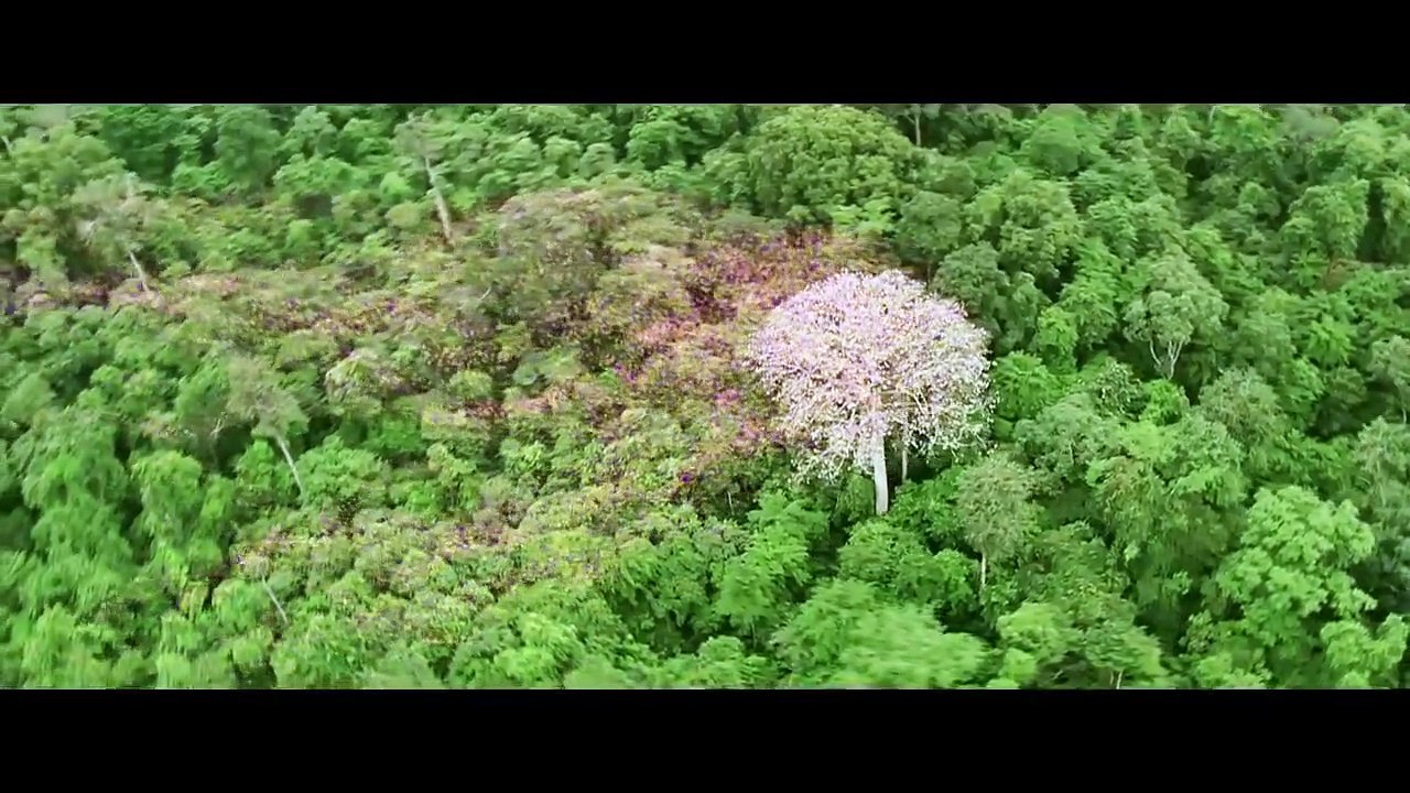 Il était une forêt (2013) - Bande annonce