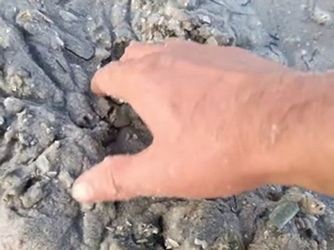 Déterrer une palourde géante