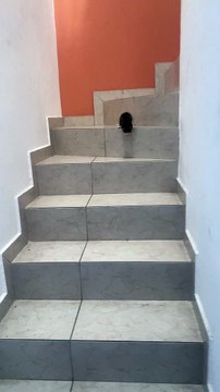 Chaton saute dans les escaliers