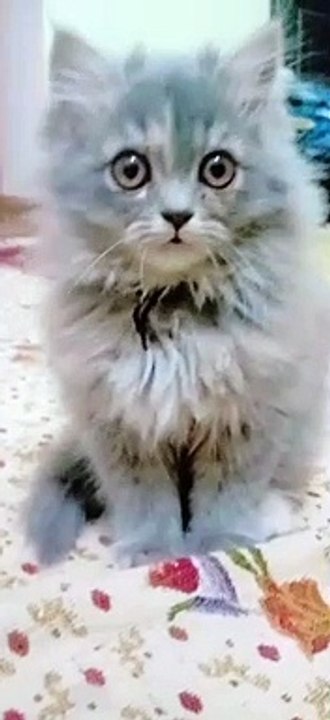 Cute cat 