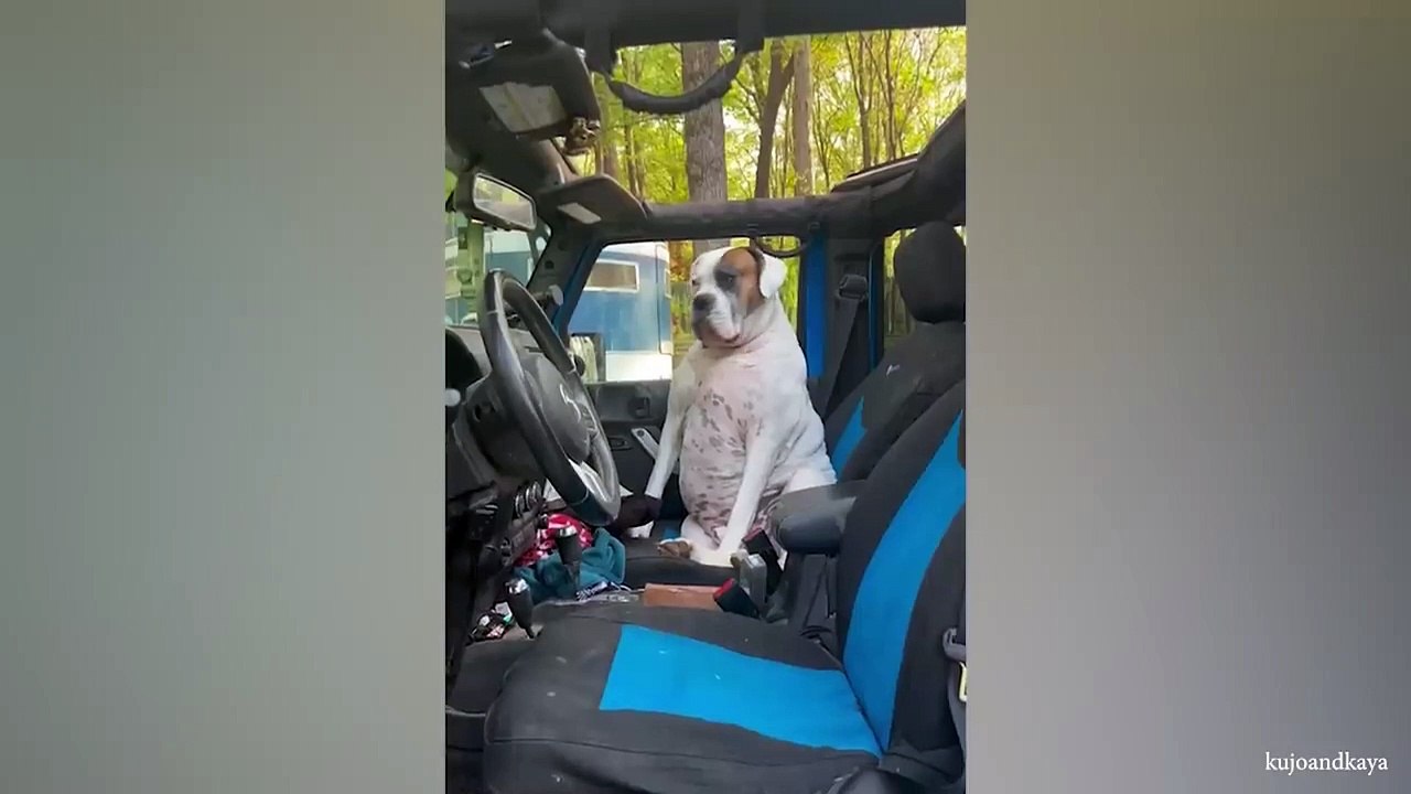 Dogs are truly the kings and queens of comedy