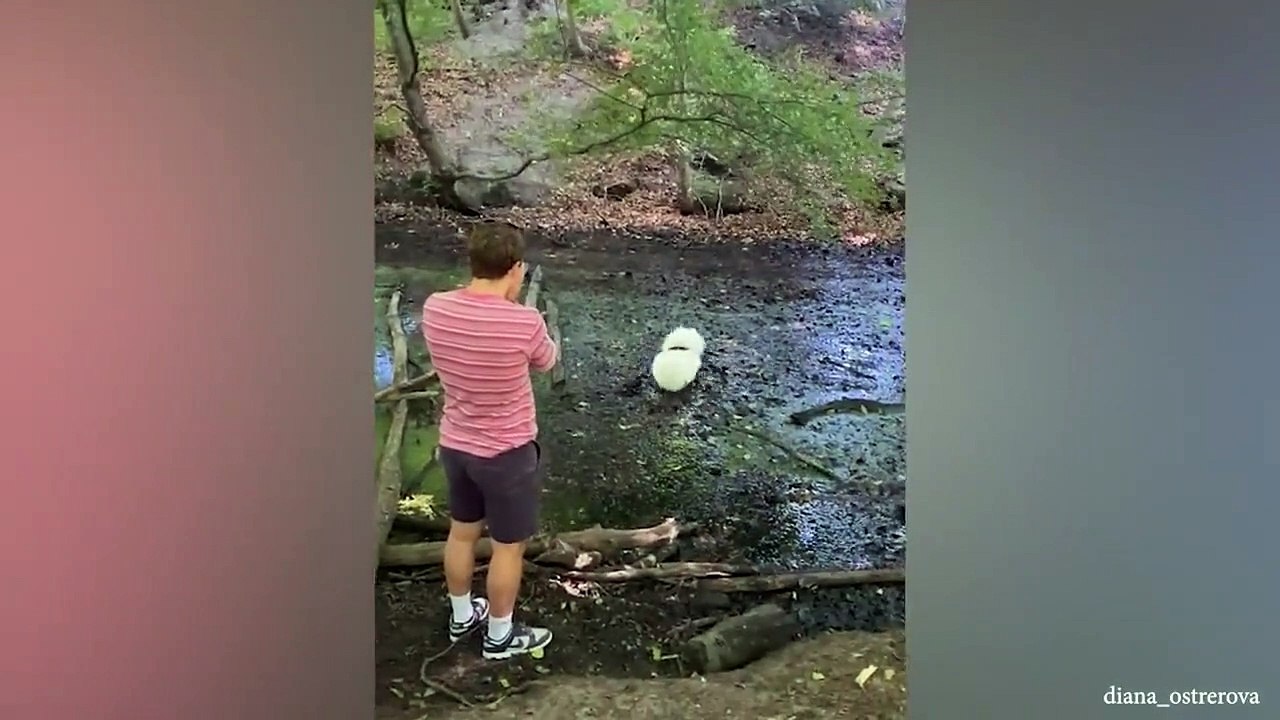 Dogs Think They Are Smarter Than You