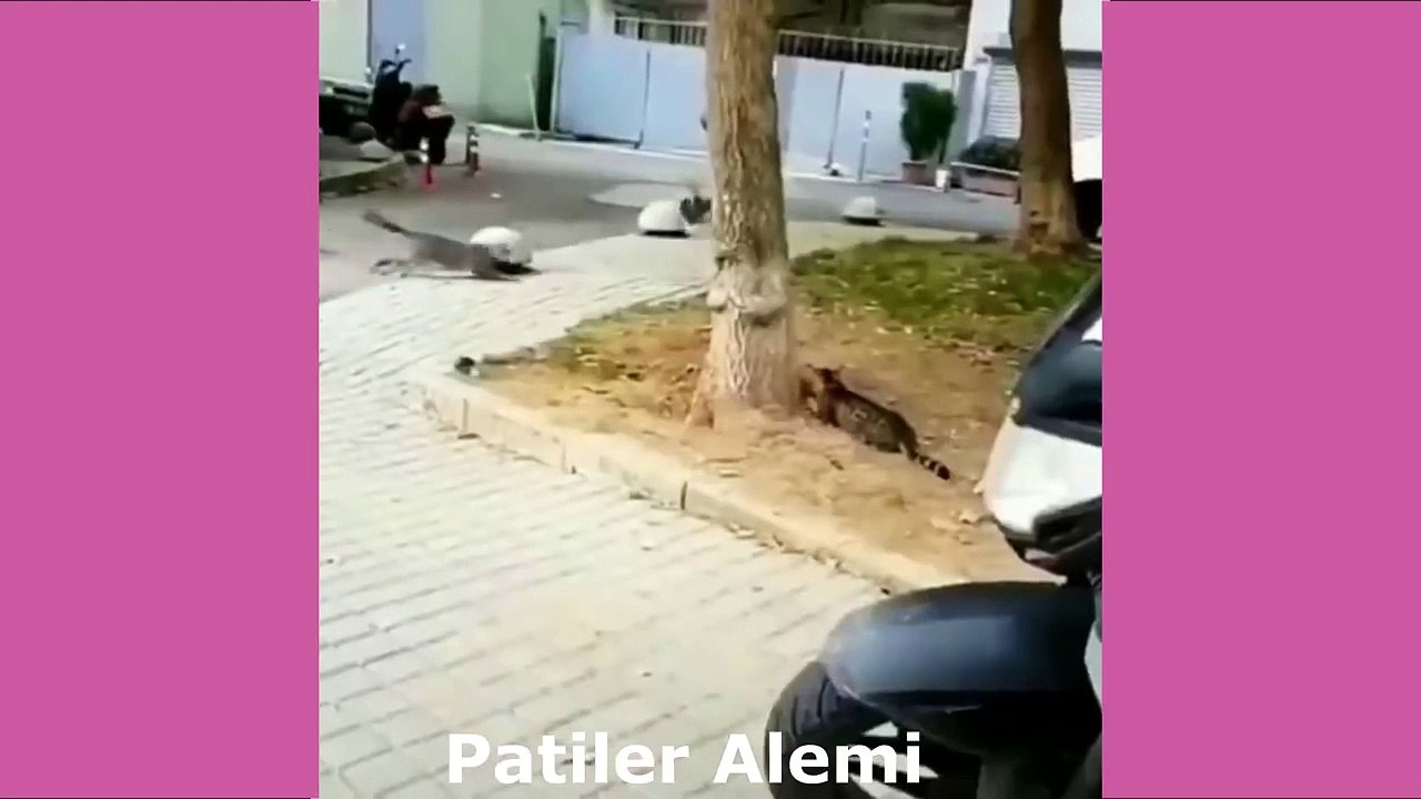 Dünyanın En Komik Kedileri - 2021 Sevimli Kedilerin Hayatı - Patiler Alemi