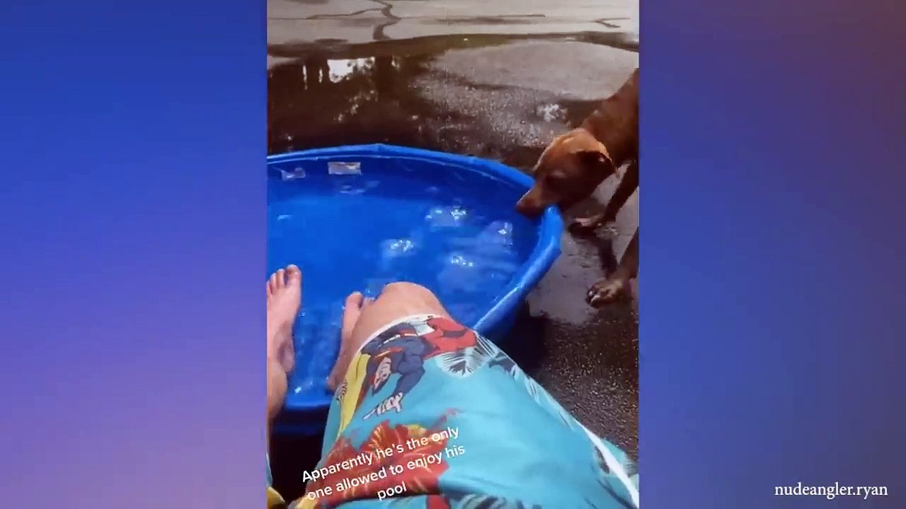 Don't trying to mess with these dog -  Funny Dog Reaction