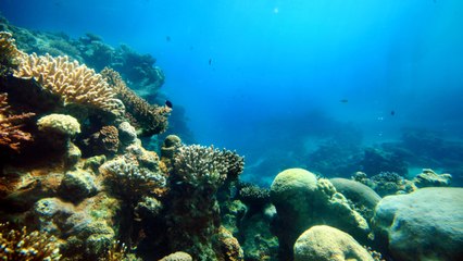 Ocean Water Temperatures Off The Coast Of Florida At An "Unprecedented" High