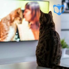 GATOS SABEN RECONOCER NOMBRES