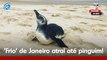 Resenha do Meia: Frio no Rio de Janeiro trouxe até pinguim!