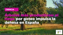 Árboles más productivos: el riego por goteo impulsa la dehesa en España