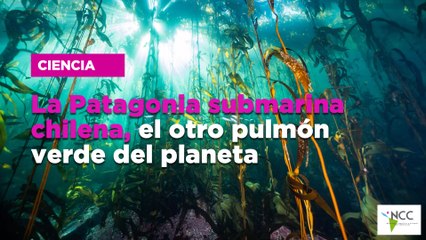 La Patagonia submarina chilena, el otro pulmón verde del planeta