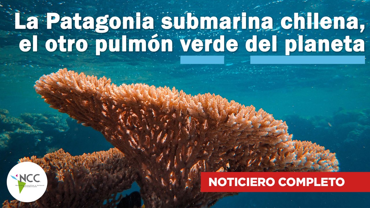 La Patagonia submarina chilena, el otro pulmón verde del planeta | 570 | 24 al 30 de julio de 2023