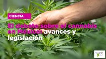El debate sobre el cannabis en México: avances y legislación