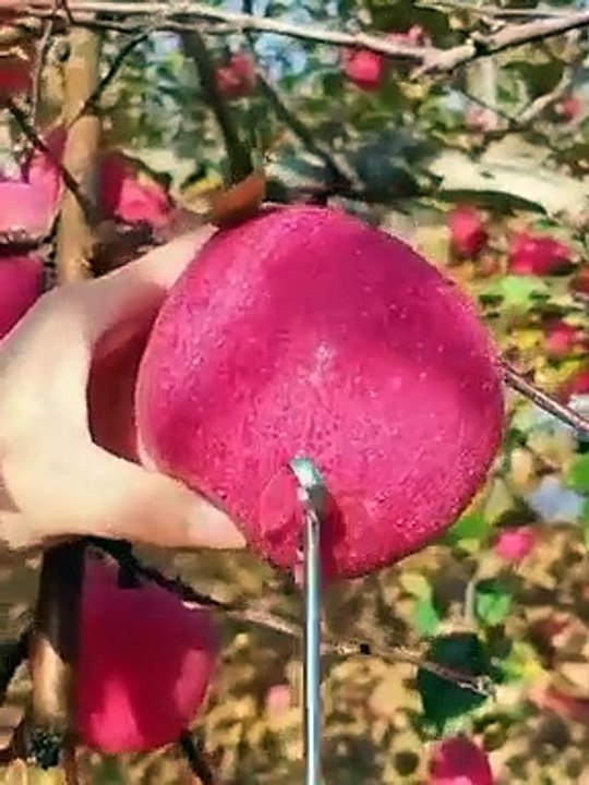 Red apple