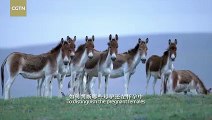 In August, the mating season of Tibetan wild asses in Qinghai begins