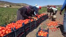 La récolte des tomates se poursuit sous la chaleur torride