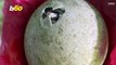 Gentoo Penguin Chicks Hatch Eggs and Break Hearts