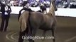 Celebrity Patrick Swayze Arabian Show Horsing