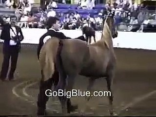 Celebrity Patrick Swayze Arabian Show Horsing
